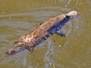 platypus in river