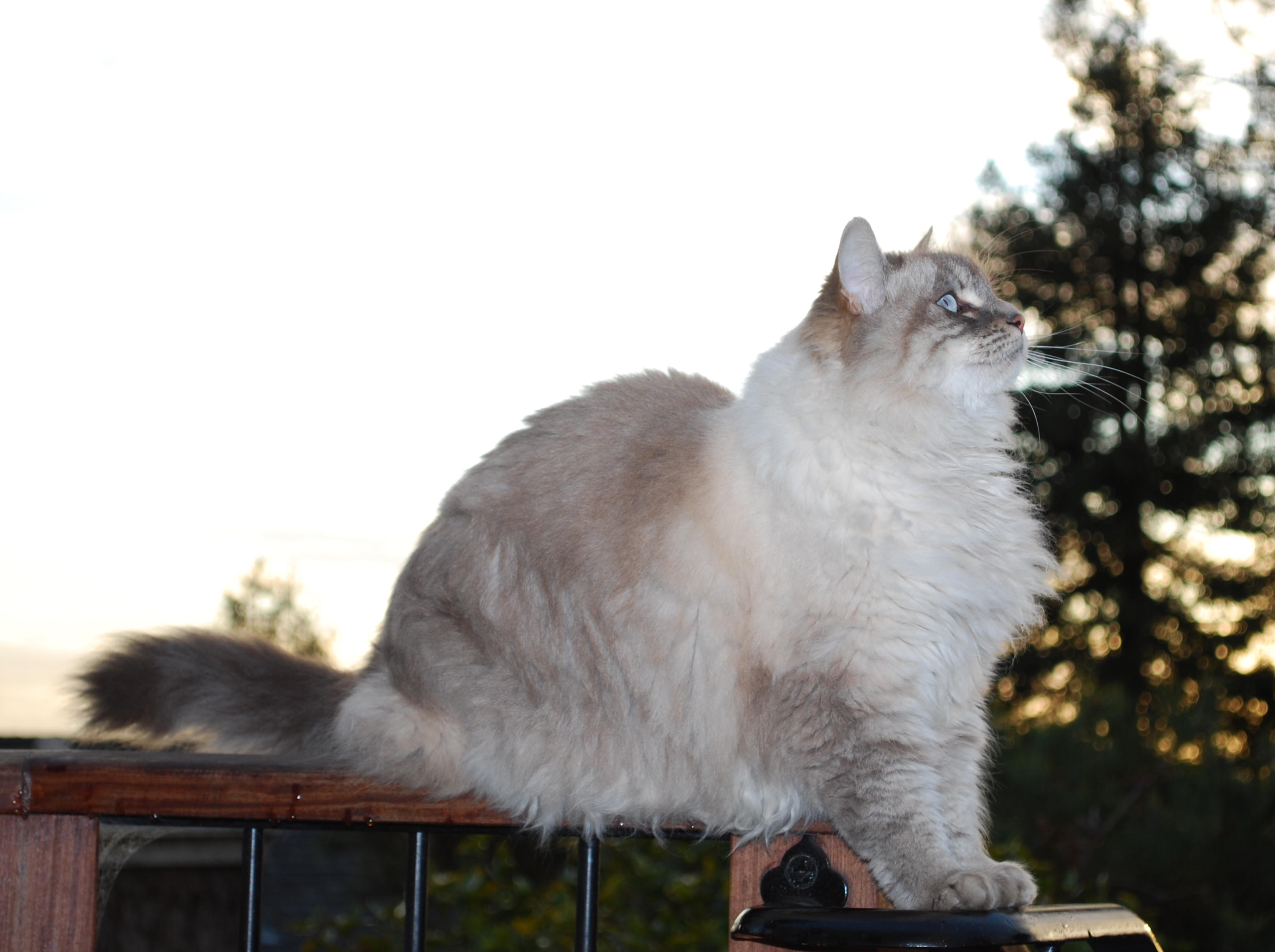 White and grey fluffy cat with light blue eyes sitting on a deck railing and looking up. 